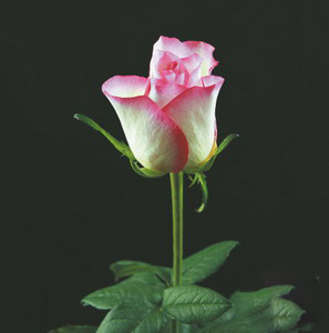 Fresh Cut Flower -Red Sleeve