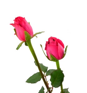 Fresh Cut Flower Rose -Big Pink