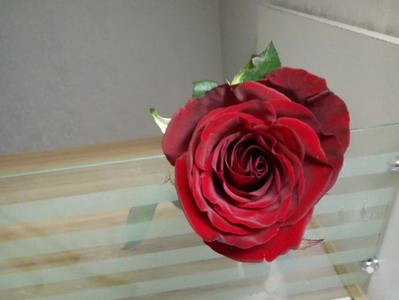 Fresh Cut Flower Rose -Black Magic