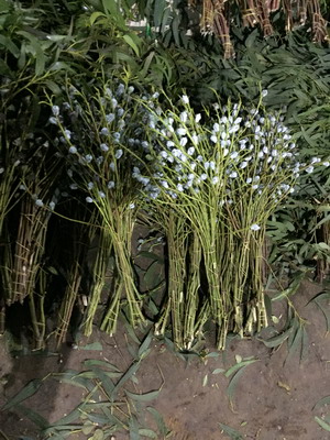 Greenery and Foliage-Eucalyptus 002