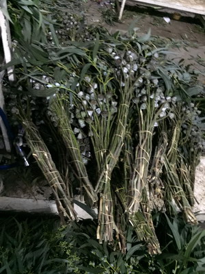 Greenery and Foliage-Eucalyptus 004