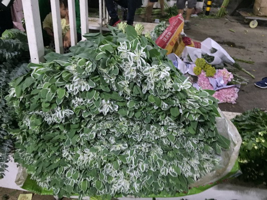 Greenery and Foliage-15