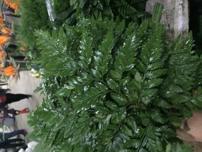 Greenery and Foliage-Leather Leafs