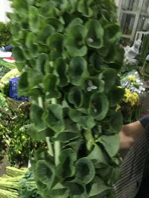 Greenery and Foliage-Bells of Ireland flower