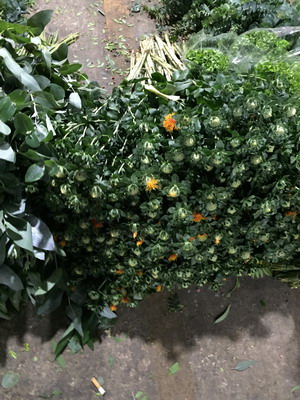 Greenery and Foliage-Orange pineapple