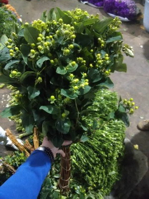 Greenery and Foliage-Hypericum berries 002