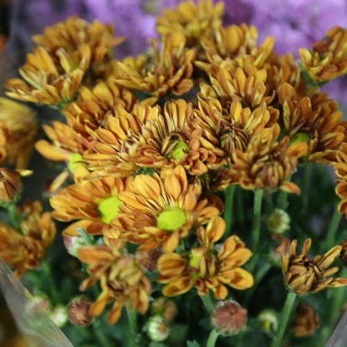 Daisy Chrysanthemum-03