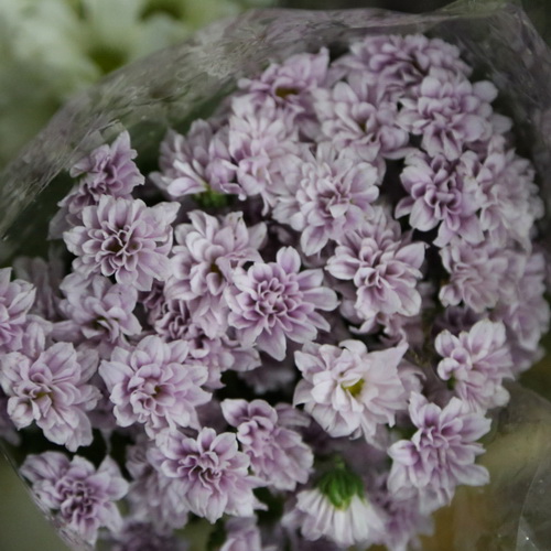 Daisy Chrysanthemum-04