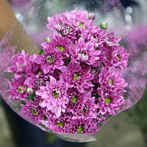 Daisy Chrysanthemum-12
