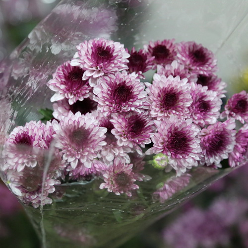 Daisy Chrysanthemum-14