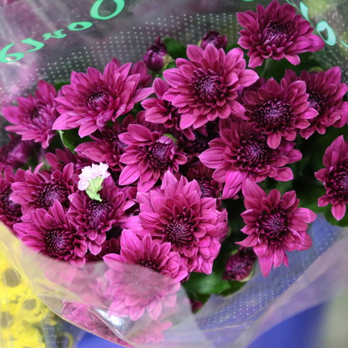 Daisy Chrysanthemum-07