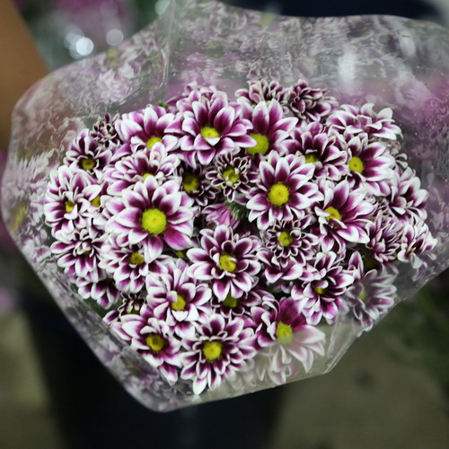 Daisy Chrysanthemum-13