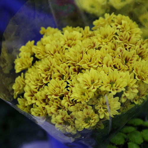 Daisy Chrysanthemum-10