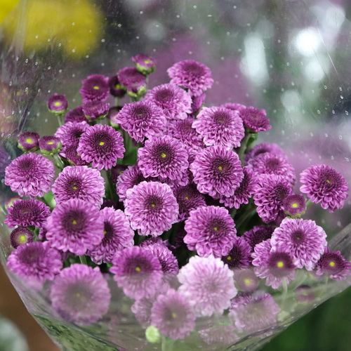 Daisy Chrysanthemum-16