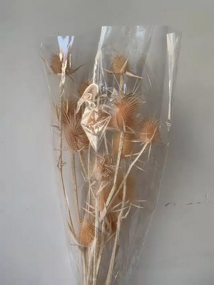 Preserved Small Teasel Flower-20