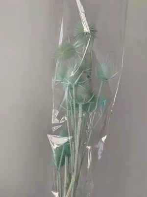 Preserved Small Teasel Flower-07
