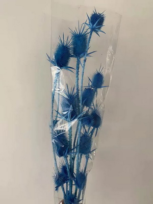Preserved Small Teasel Flower-12