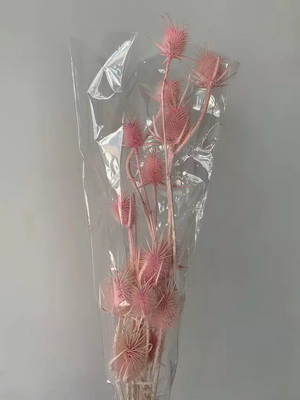 Preserved Small Teasel Flower-11