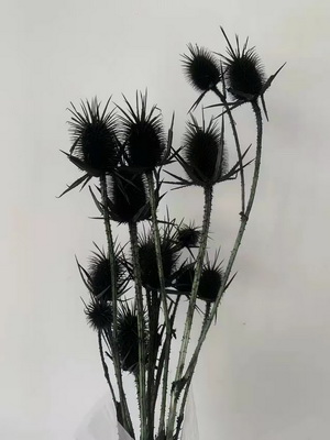 Preserved Small Teasel Flower-09