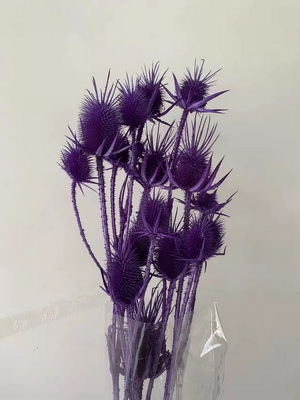 Preserved Small Teasel Flower-14