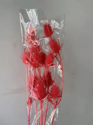 Preserved Small Teasel Flower-24