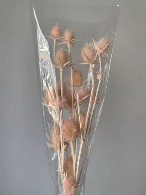Preserved Small Teasel Flower-19
